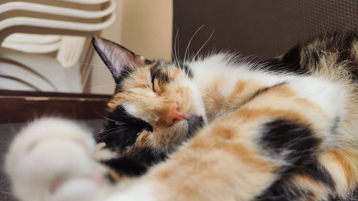 de_felinos's tweet photo. ¡Bienvenidos a una nueva semana llena de conocimiento y amor por los gatos! 🐾💕  ¡Que esta semana sea purrfecta! 😺✨ #Lunes #InicioDeSemana #HuellasDeGatos #Gatos #AmoAGatos https://t.co/e17FiPEu5R