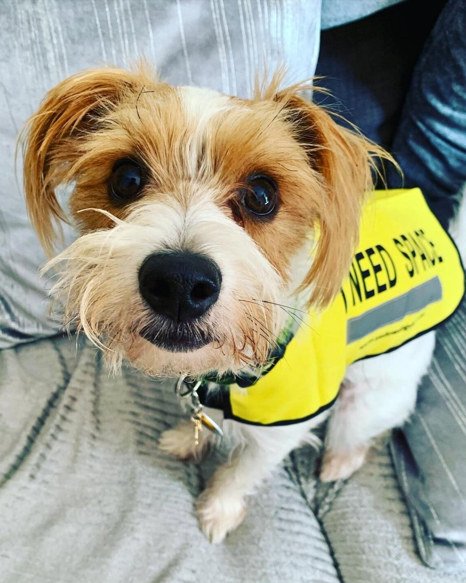 PDSA_HQ's tweet photo. After his usual dog walk, Buzz collapsed and suddenly started frothing at the mouth with his eyes rolled back. He was later diagnosed with #epilepsy, a condition that causes involuntary seizures 🏥

Read Buzz's story: https://t.co/OTTjqC5wRe

#NationalEpilepsyWeek https://t.co/s0b7zeC5Mp