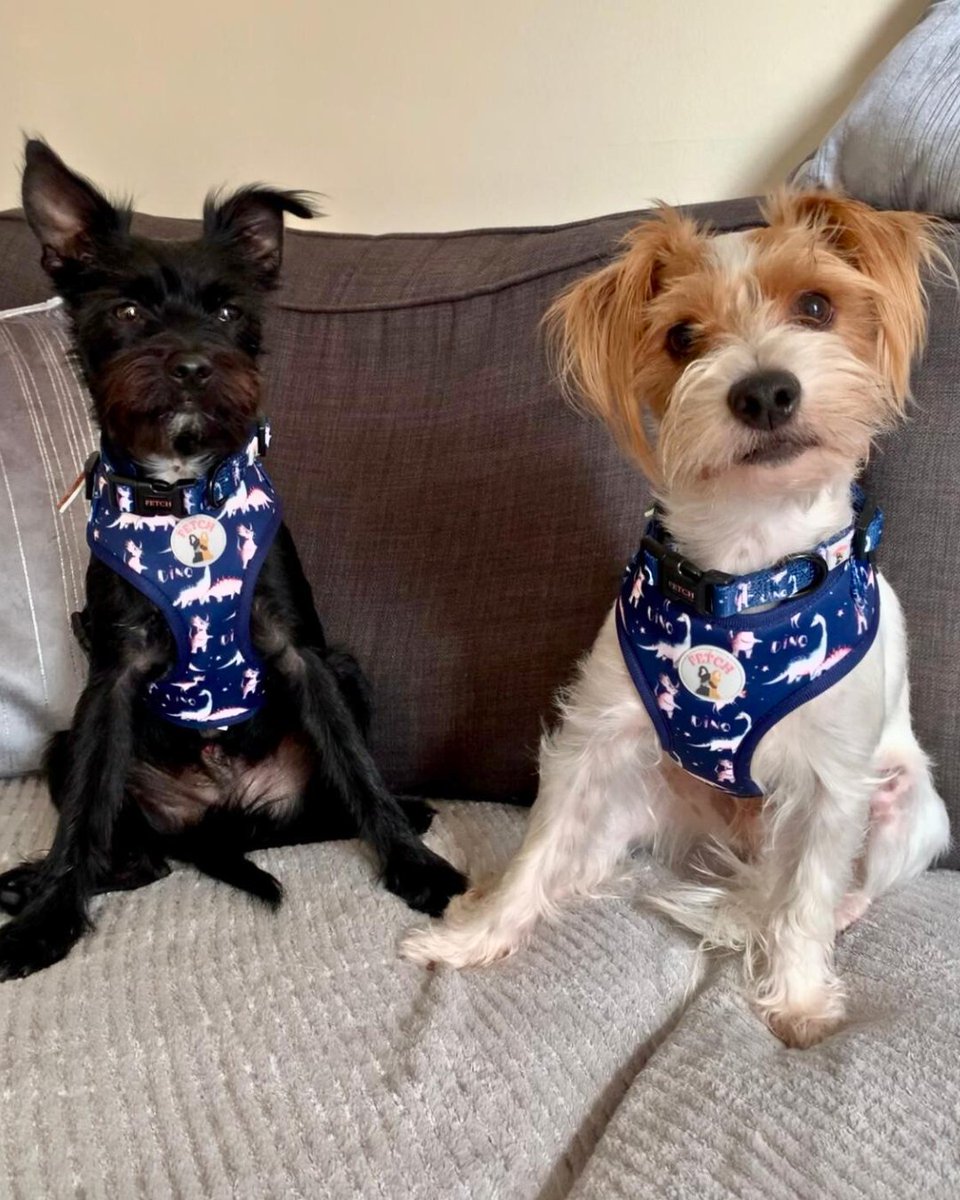 PDSA_HQ's tweet photo. After his usual dog walk, Buzz collapsed and suddenly started frothing at the mouth with his eyes rolled back. He was later diagnosed with #epilepsy, a condition that causes involuntary seizures 🏥

Read Buzz's story: https://t.co/OTTjqC5wRe

#NationalEpilepsyWeek https://t.co/s0b7zeC5Mp