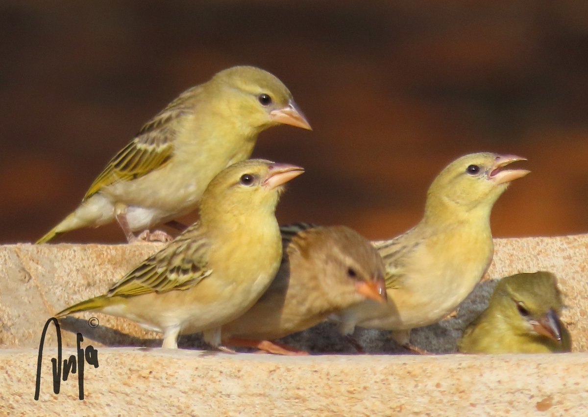 I love watching little birdies using the birdbath. I think these are weavers. #photography #nature #wildlife #outdoors #birdwatching #BirdsSeenIn2023 #Francistown #Botswana #Africa #MagicalBotswana