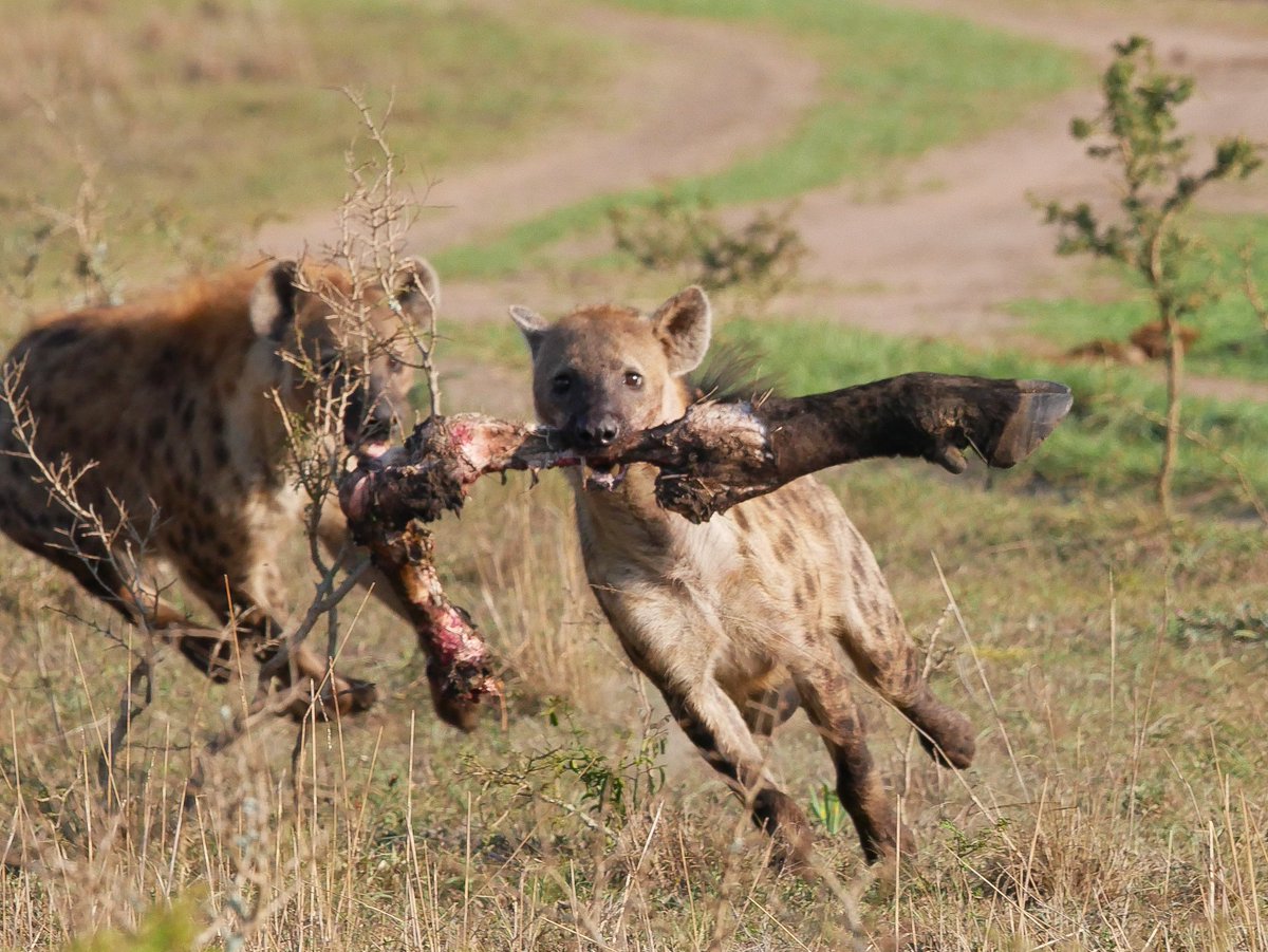 Akagera National Park tweet media