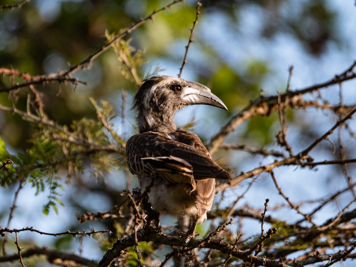 Akagera National Park tweet media