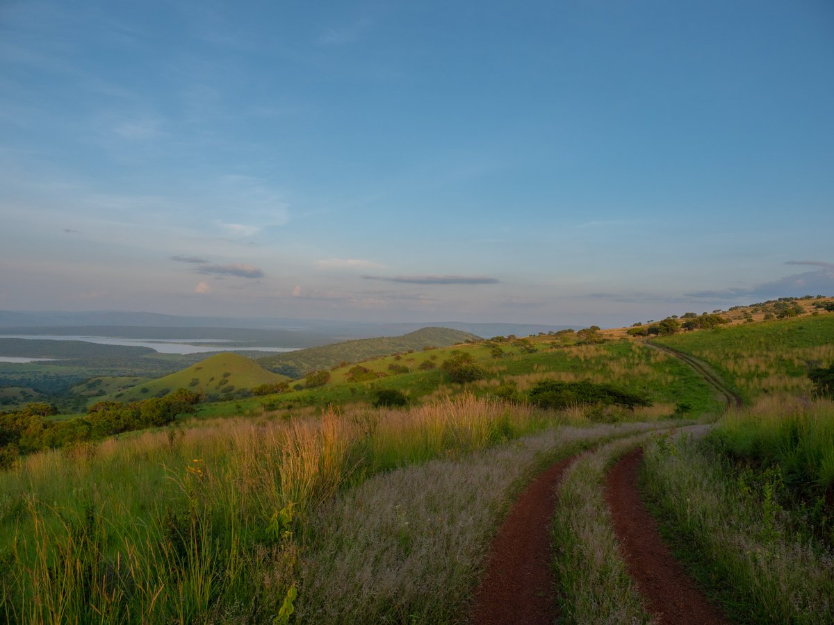 Akagera National Park tweet media