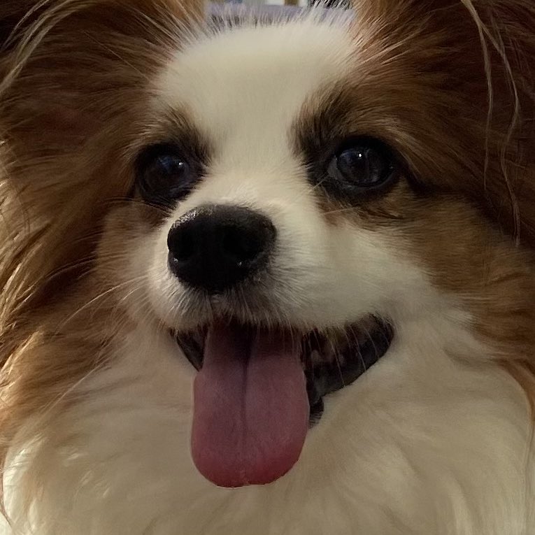 Papillon_Muffin's tweet photo. #これを見た人は愛犬のドアップ写真を貼ろう

#パピヨン　#デカパピ https://t.co/UCMlJoOMHa