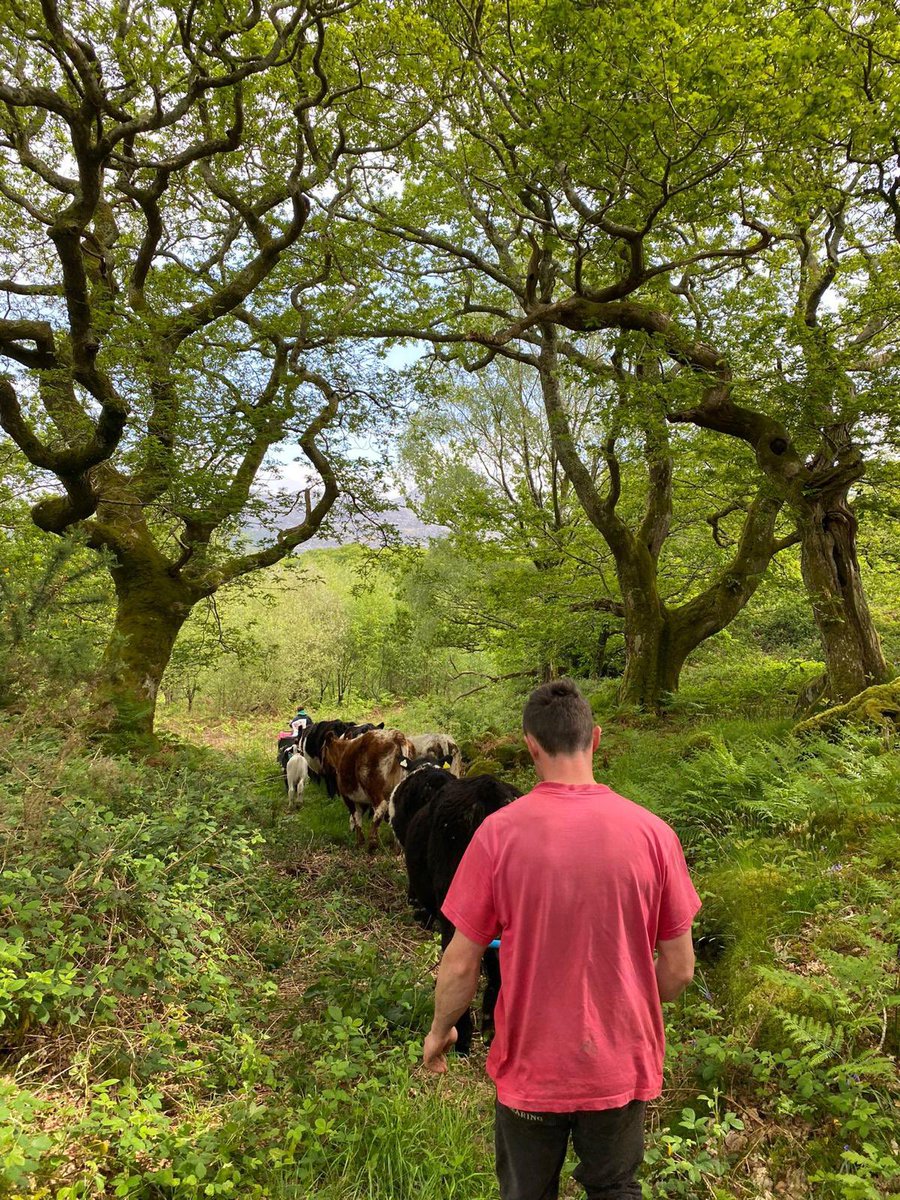 Snowdonia Shepherdess - Bugeiles Bach tweet media