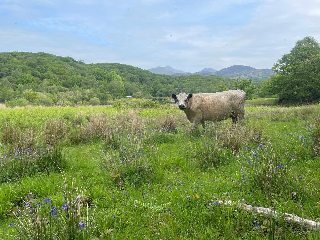 Snowdonia Shepherdess - Bugeiles Bach tweet media