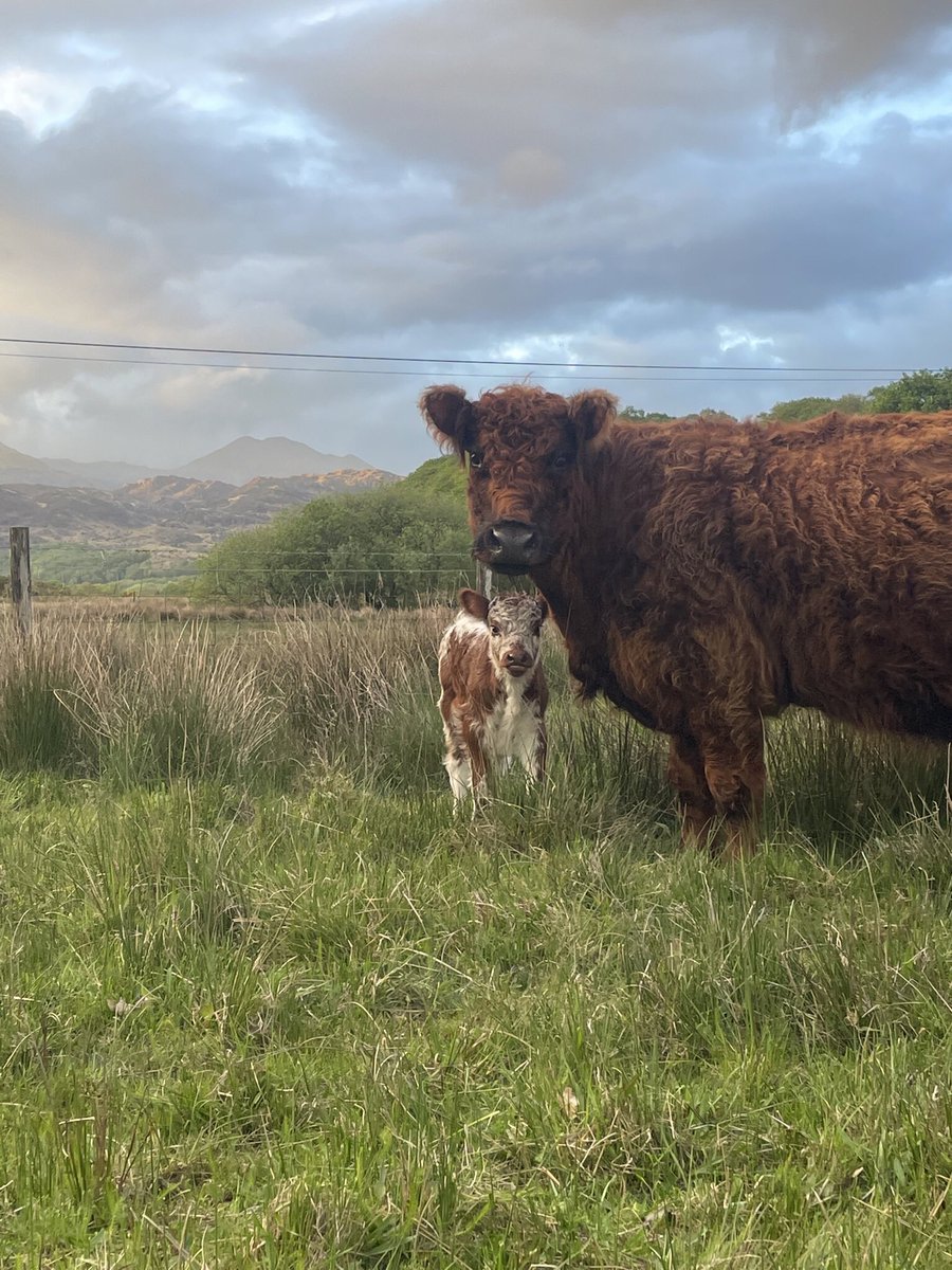 Snowdonia Shepherdess - Bugeiles Bach tweet media