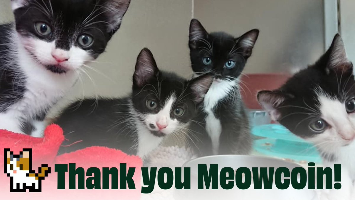 EdinDogCatHome's tweet image. We&apos;re feline grateful to our friends at @Meowcoin2023 for a generous donation over the weekend! Sponsorship of the Meowcoin nursery helps our kittens, cats, and supports our wider work! #proofofwork #MeowcoinMagic 🙏 😺 💚
