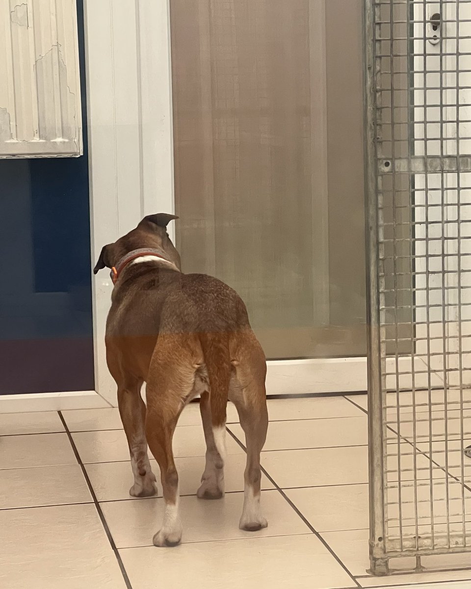 DublinSPCA's tweet photo. Today our happy go lucky little girl Obi is very down. She's one of our long term dogs still waiting to find a home. She's always the life &amp; soul of the party but we can see her spirits are a little down the last few days and it's making us very sad 😞 https://t.co/imjPzTQPtL https://t.co/xuC7gE3nE7