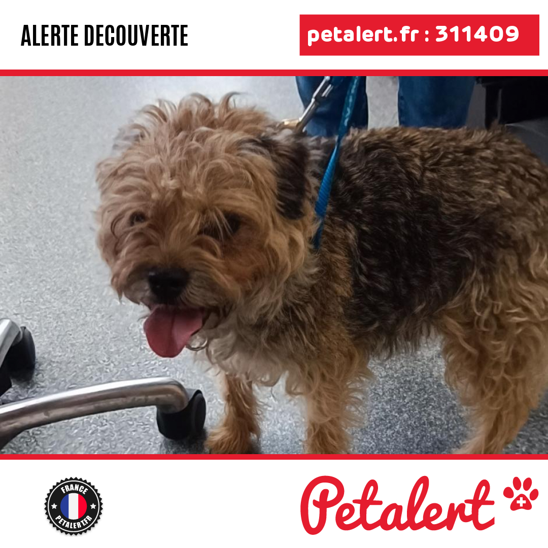 petalert_france's tweet photo. Trouvé #Chien #LoirEtCher #Blois #Petalert #PetAlert41 / https://t.co/ixpwjzb4UX https://t.co/kfl8AcOI7l