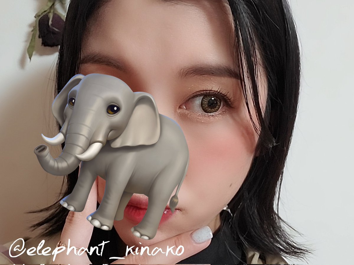 elephant_kinako tweet picture