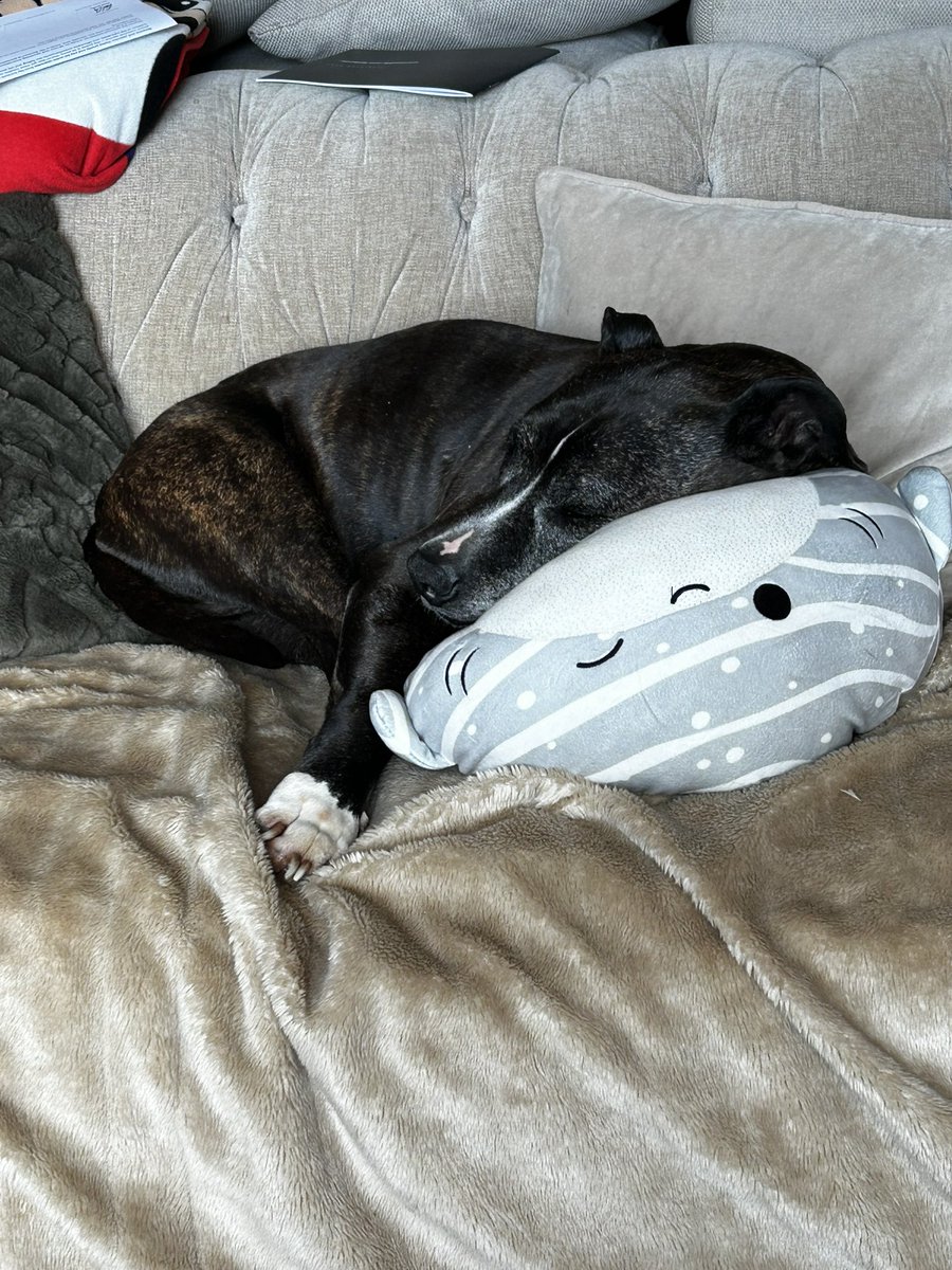 barkdays tweet picture