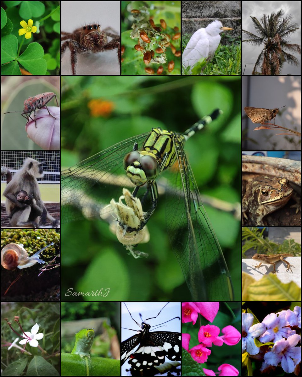 You don't need to visit national parks and wildlife sanctuaries to observe biodiversity, there is a lot around you to be appreciated.
This #BiodiversityDay2023, just look around you and enjoy what all nature has provided us and be thankful for it.
(All pics are mine.)
#IndiAves