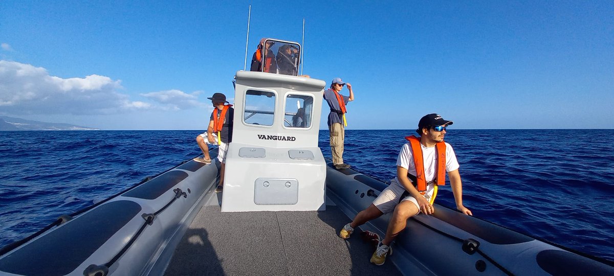 When you know there are #killerwhales nearby and you don't find them🙄 🐋
#MarineMegafauna & #OpenOcean group
@MARE_Madeira
@ARDITI_Madeira
@Observatory_Madeira
@MARE_centre