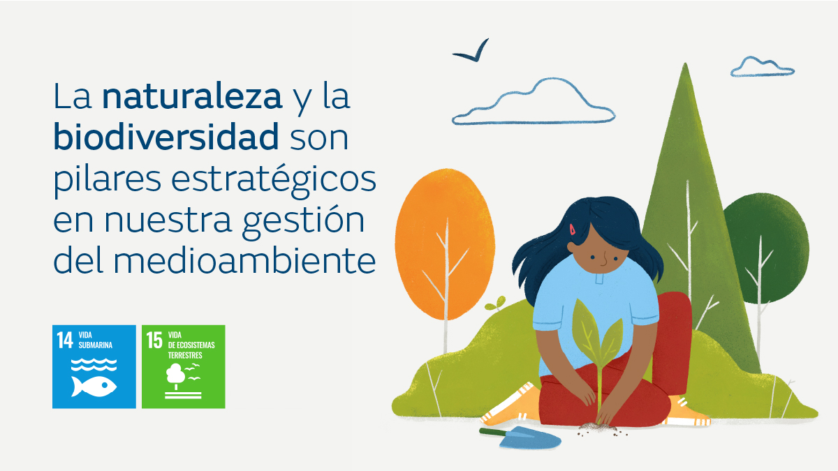 nedgia's tweet photo. Celebramos el Día Internacional de la Diversidad Biológica, protegemos la variedad de vida en nuestro planeta y evidenciamos nuestro compromiso con la preservación del entorno y la promoción de prácticas sostenibles. Así es como lo hacemos: https://t.co/8JezGnpfB0🌿💚 https://t.co/rQoQrec3bW