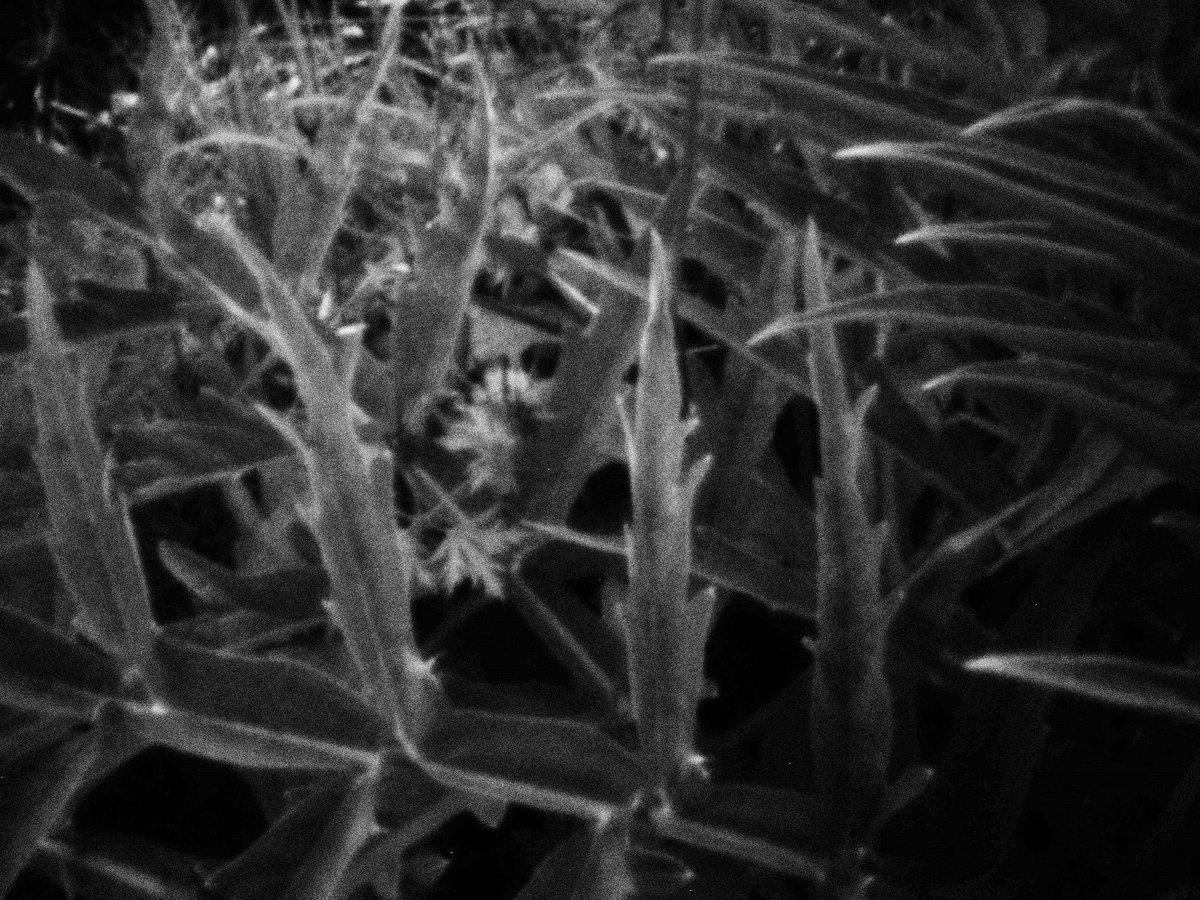 まめのすけ(いなだ豆乃助) tweet media