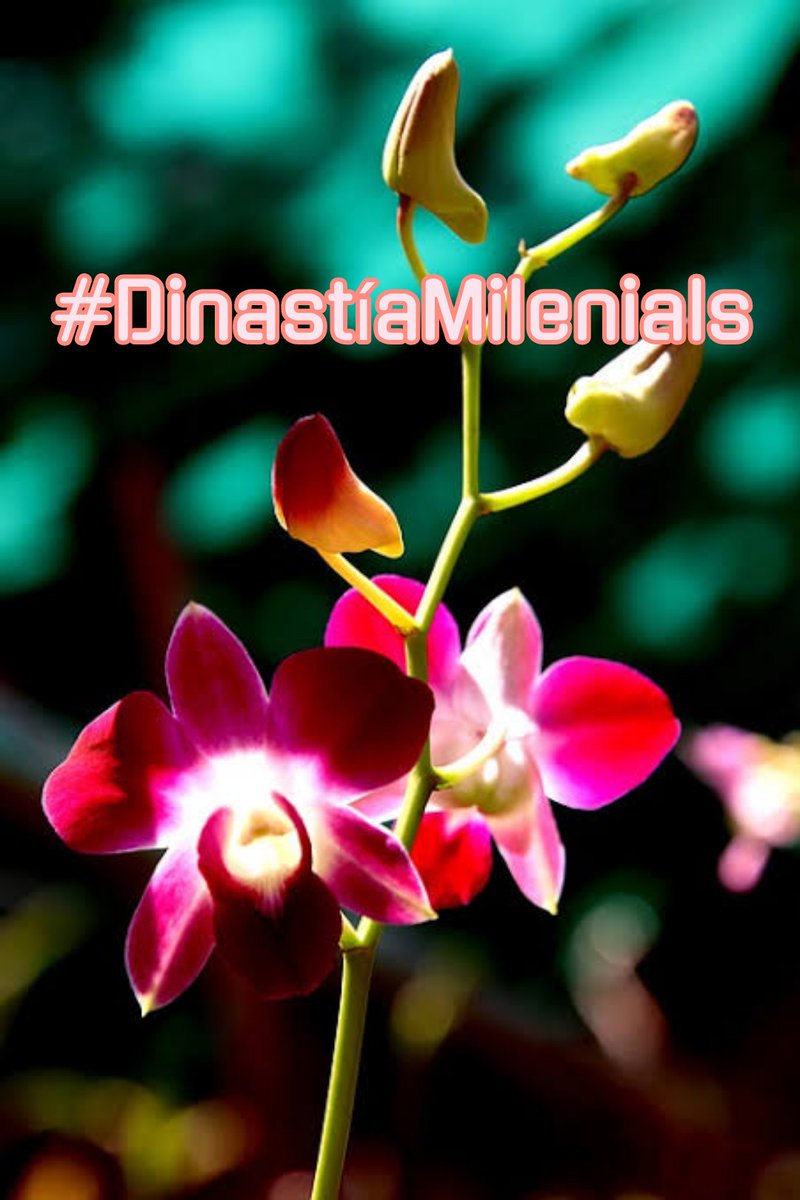 🅰️#DinastíaMilenials

@Sahara_ii
@Lea_Dhai
@khalidaajzi
@Nathyan1997
@dreams_Bcn
@zahoorap1
@R2__Adv
@Qs3488
@7Keendo
@R1_Adv
@goleador_
@integral914
@FelicPalma
@khalidaajzi
@TlayAnl1903
@AbidinBoryta
@NewCarlonet
@sami86pilang
@CarloSportfan
@FridayaniPutri
@TalentaAndilau