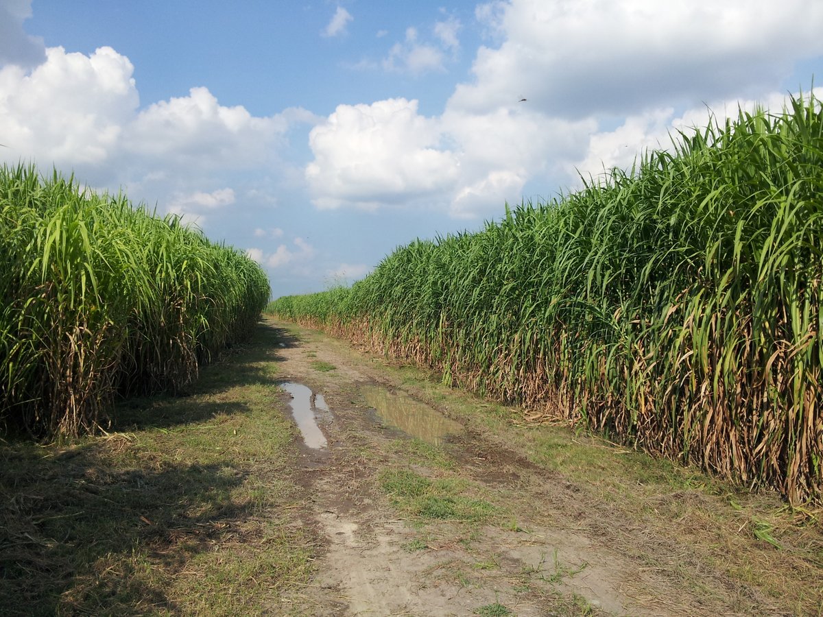 #regenerative #agriculture through #biomass and #bioenergycrops

Learn more about us: bioenergycrops.com 

#climatechange #biofuels #biobased #bioeconomy #soil #bioenergy #land #restoration #renewable #energy