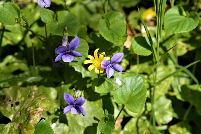 BioDataCentre's tweet photo. A whole host of our #SpringFlowersProject wildflower species contribute to #FarmlandBiodiversity.
Why not share some of your favourite pictures of Spring wildflowers taken on your farm this year, in the comments below. https://t.co/n7Pu0GalIs