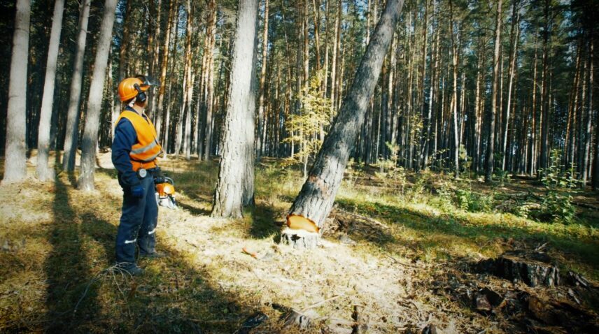 DiktorGeenius's tweet photo. Haanja looduspargi varjupool: “Kuuuurija” võtab vaatluse alla kohalikke elanikke muserdava metsaraie https://t.co/rmi7OWe6KK https://t.co/0mVanmeuS4
