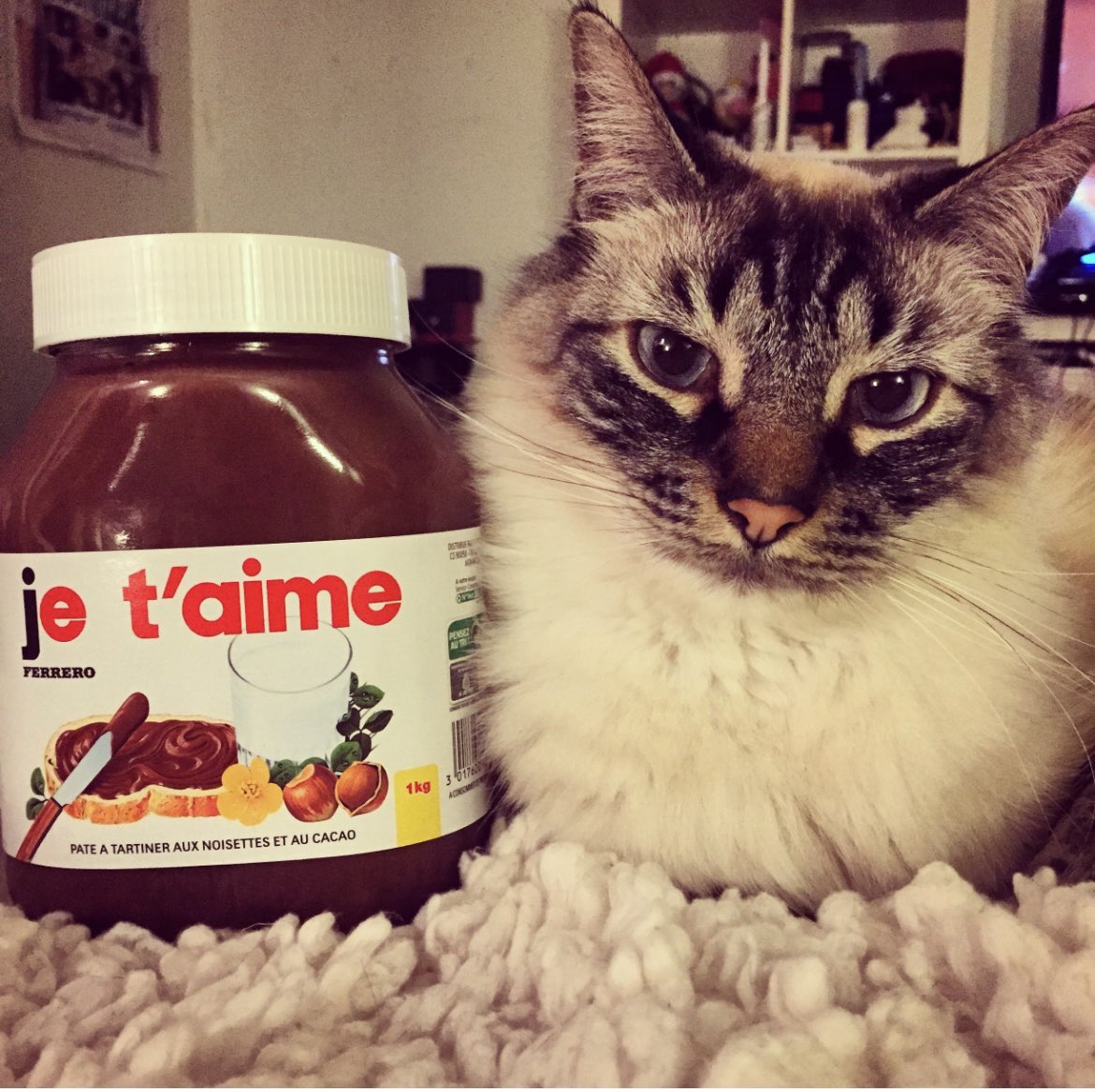 GustaveChat's tweet photo. Les moches, vous avez dû apprendre par Mamou que je suis parti là où les chats ne souffrent plus 🌈

Ce compte va rester ouvert : en hommage à moi-même (hého !) mais aussi pour relayer parfois des annonces de chats qui ont besoin de familles aimantes comme l’était la mienne 1/2 https://t.co/pKz6fiuK76