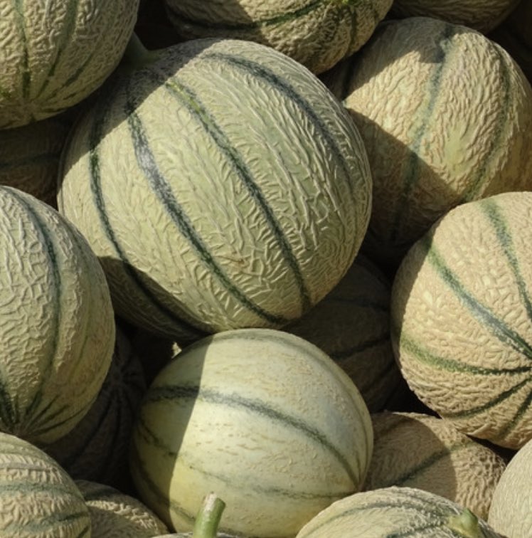 Foodari's tweet image. Melons have been troublesome over the past months &amp;amp; unfortunately this continues with temperamental pricing &amp;amp; availability as the Spanish season gets underway. 
 
As always, we are working hard to source the best possible produce for the most reasonable prices 💚