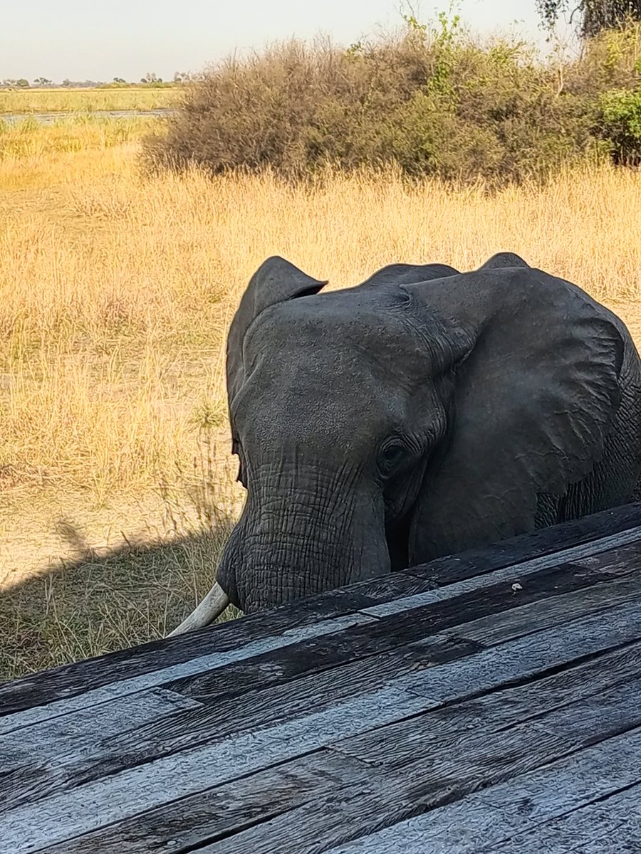 Gen Tsingtao🇧🇼 tweet media