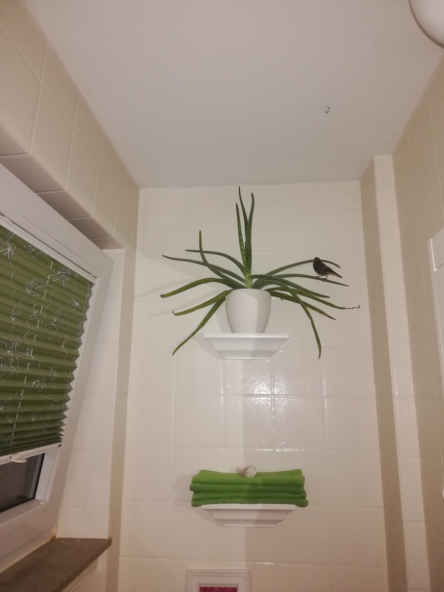 MelvinSmile3's tweet photo. @charlubby Once my GF called me and told me a bird had flown into our flat through the open door. I searched everywhere and didn't find anything. Mocked her about her "phantom bird". Little time later, I went to our little toilet and there it was. Sitting on one of our plants and waiting! https://t.co/YWvbzMmQxg