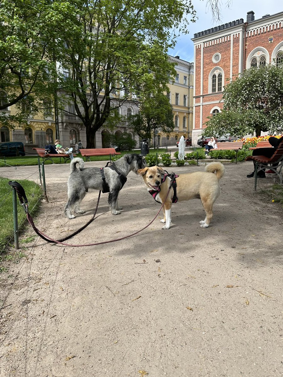 Olemme koirien kanssa nauttimassa lämpimästä kevätpäivästä yhdessä Helsingin kauneimmista puistoista.