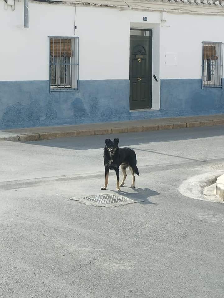 Hemos recibido varios avisos de este perro que lleva suelto por Argamasilla de Alba varios días seguidos. No se deja coger. Alguien nos dijo que tiene familia. Por favor quien sepa algo más o si lo reconocéis que se ponga en contacto con nosotros
📞: 651428414
#argamasilladealba
