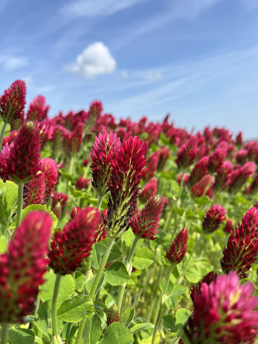 DLFSEEDS_UK's tweet photo. Our Crimson Clover at our trials site are looking great π #DLFSeeds
Crimson clover is an amazing weed suppressor & is very attractive to insects! https://t.co/QdwlvZzTWj