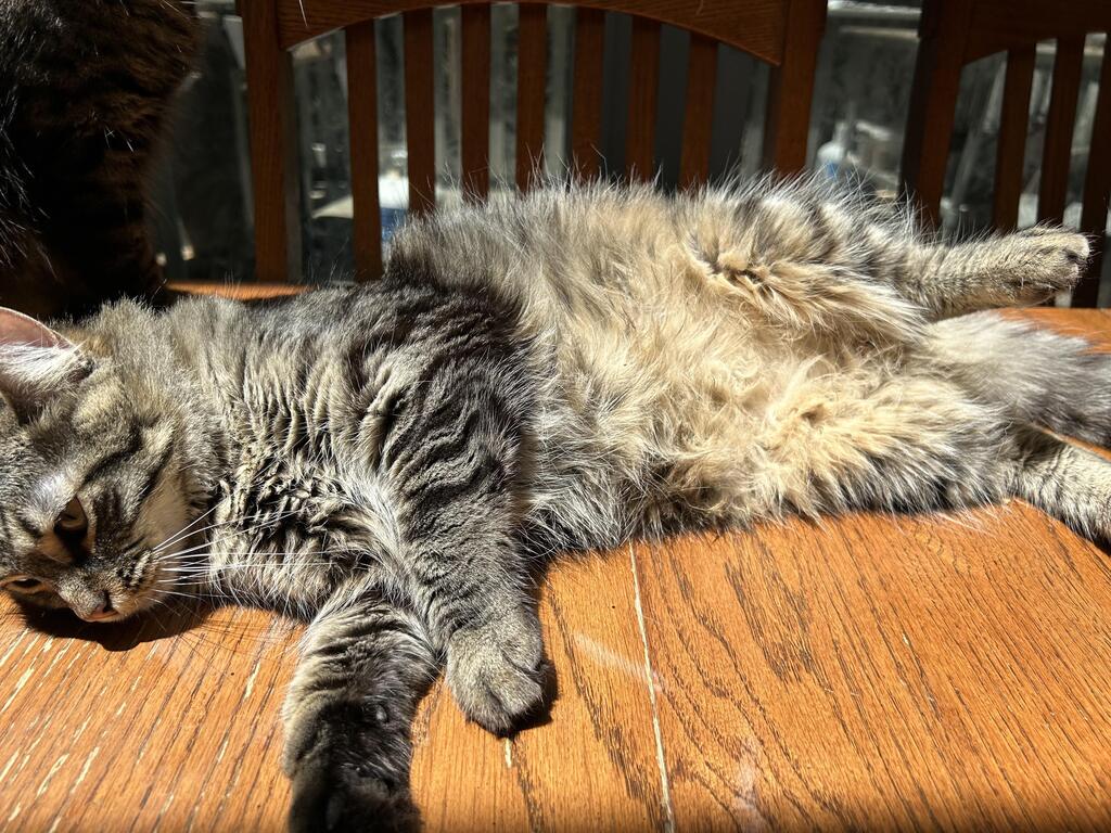 Sunny belly floof via reddit.com/r/catbellies/c…