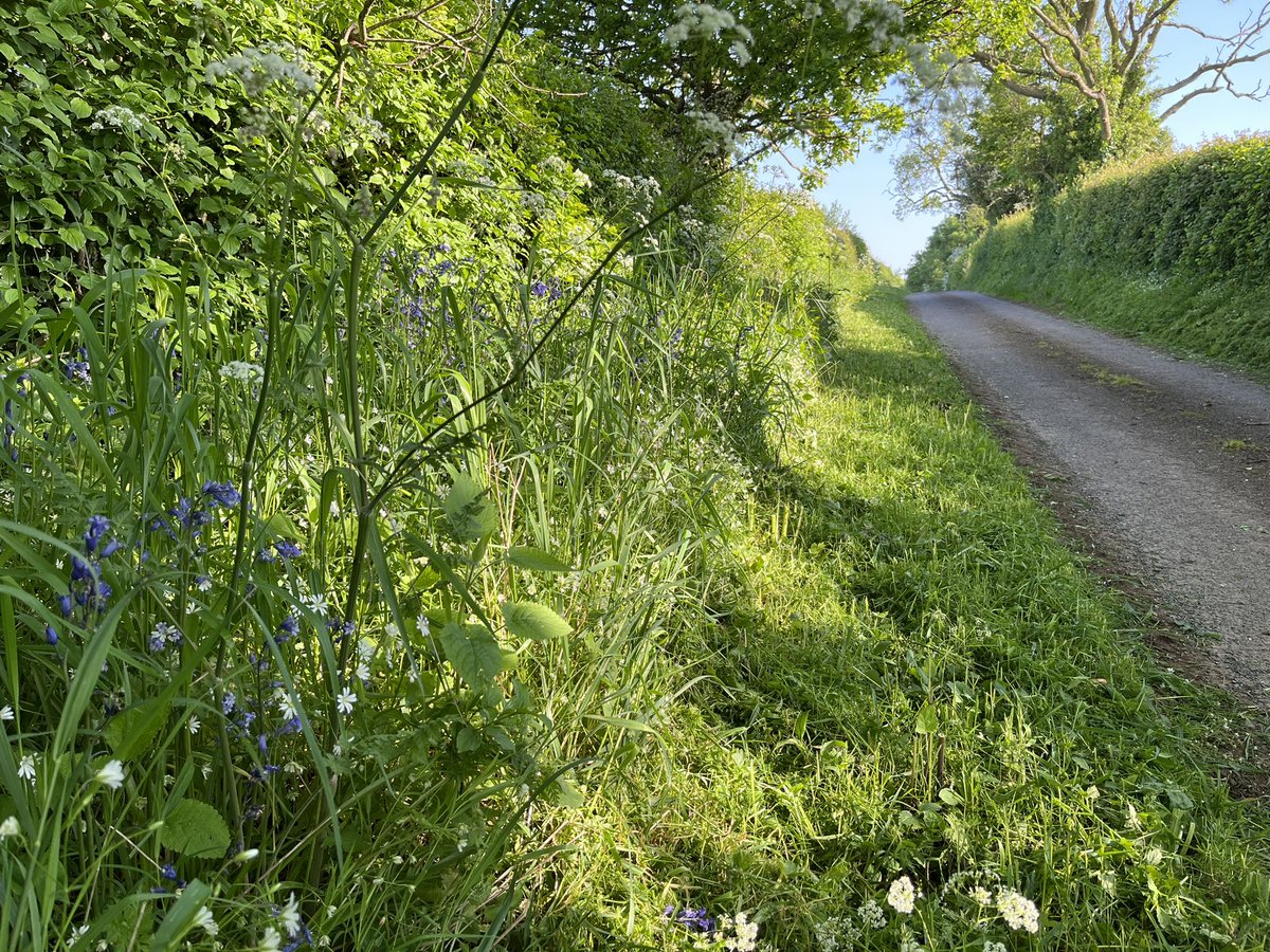 AntSnell's tweet image. @HfdsCouncil it is totally unnecessary and #Unsustainable to mow the roadsides in May! Affects Birds, insects and all wildlife whilst everything in flower @NFUtweets and @LEAF_Farming totally support it should be banned @herefordtimes