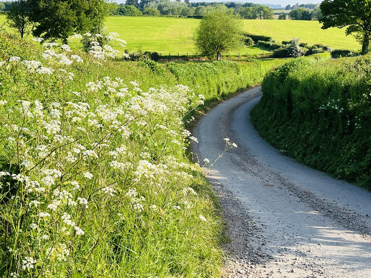 AntSnell's tweet image. @HfdsCouncil it is totally unnecessary and #Unsustainable to mow the roadsides in May! Affects Birds, insects and all wildlife whilst everything in flower @NFUtweets and @LEAF_Farming totally support it should be banned @herefordtimes