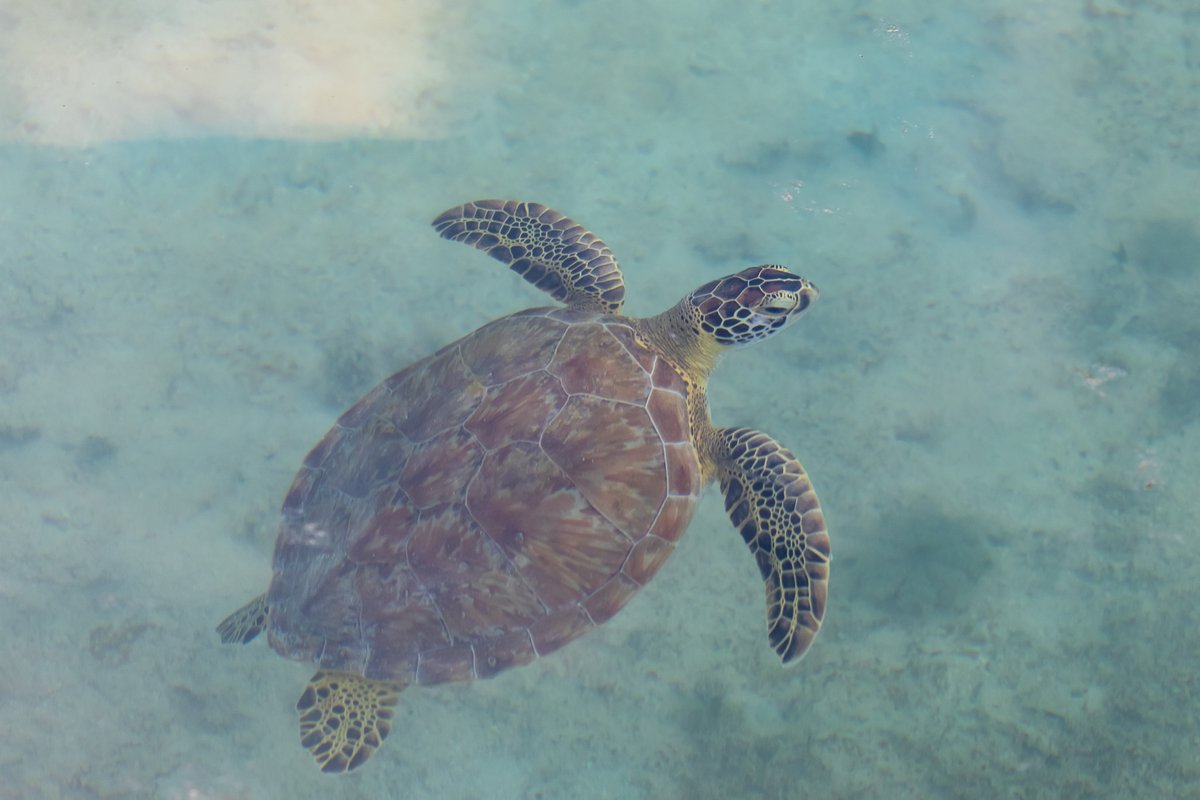 Green Sea Turtle - Dry Tortugas National Park
#nationalpark #drytortugas #seaturtle