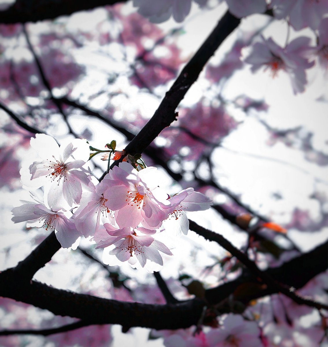 AbyssPatron's tweet photo. #Springphotos. #Macrophotography. #CherryBlossomphotography. https://t.co/NTKfSr5SCS