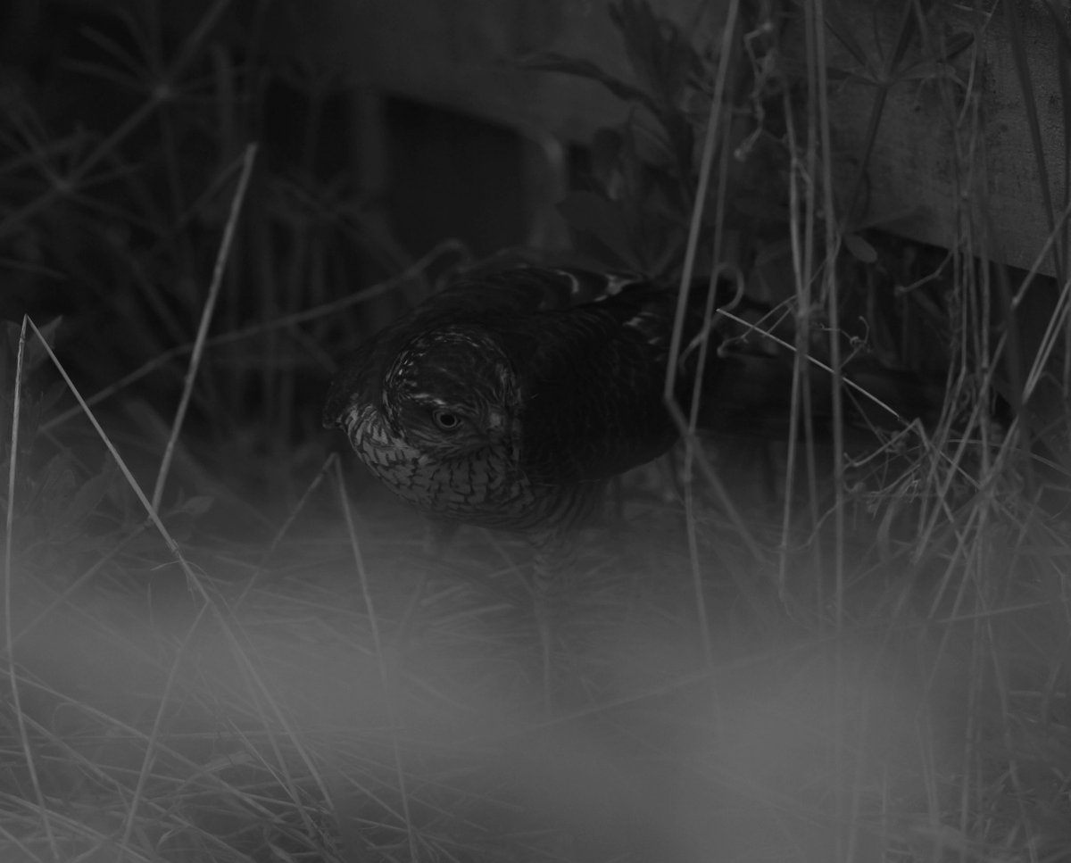 Paddy 🇮🇪 tweet media