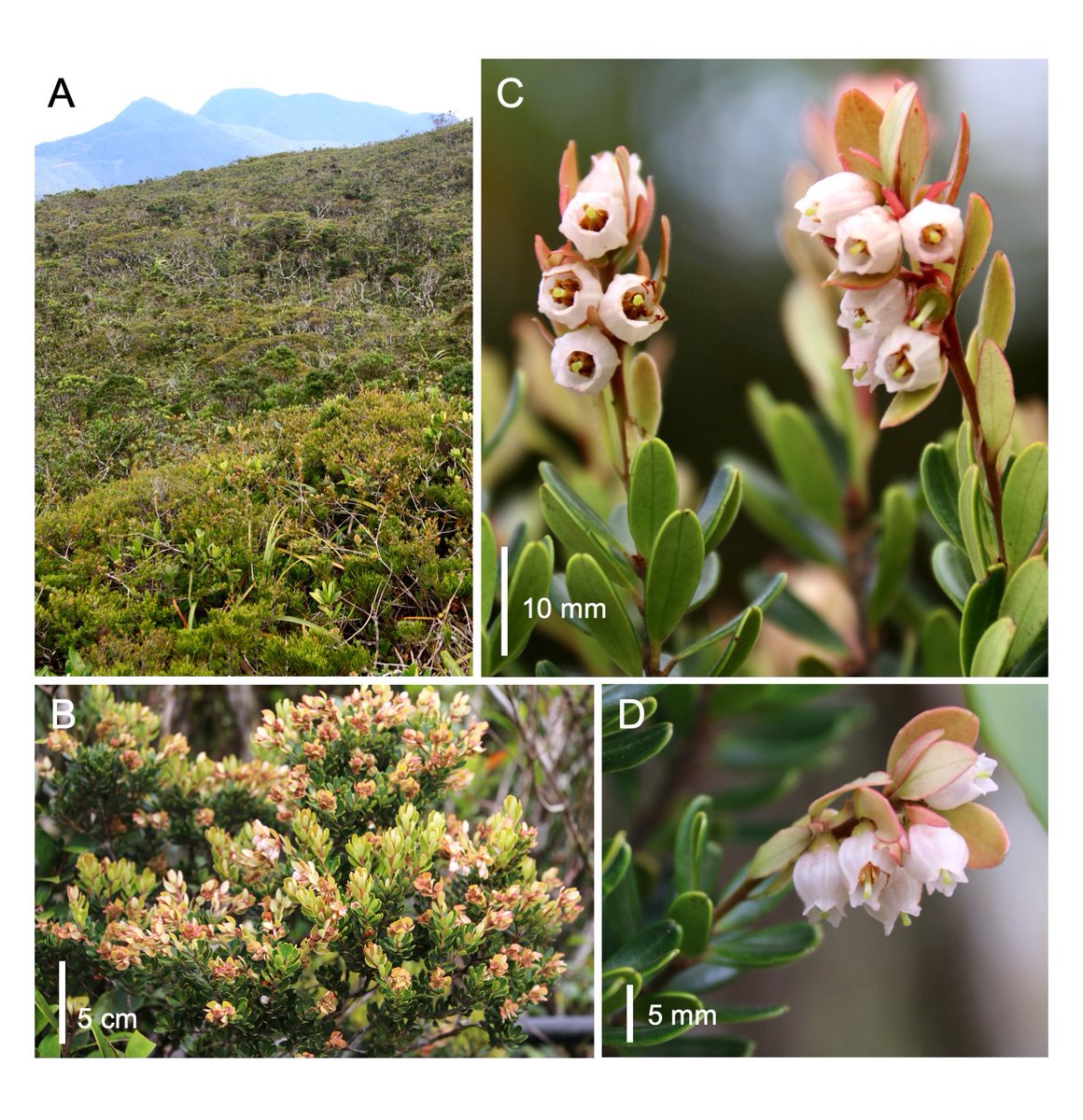 A new #ultramafic #blueberry, Vaccinium coarctatum, from Dinagat Island, #Philippines is described #newspecies in #OpenAccess #EJBotany @rbgescience by researchers from @TCU University Philippines-Los Baños @UPLBOfficial and @BRIT_org journals.rbge.org.uk/ejb/article/vi…