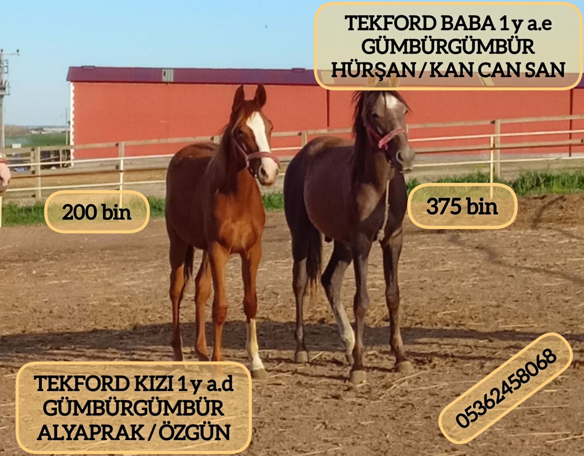 MetinMfg's tweet photo. Mahmudiyede #SatılıkArapTaylar #Saadingucu,#Gumburgumbur,
#Cihanefe,#Diliran,#Güntay tayları @varmitalip #horse #breeding #farm #farmlife #mareandfoal #ArabianHorses
#Thoroughbreds 05362458068
https://t.co/IVf8dU4OCQ @TahminciAga @01goko @gafi1602 @NecdetUgurlar @fuatsonme https://t.co/xKcq67YPF3