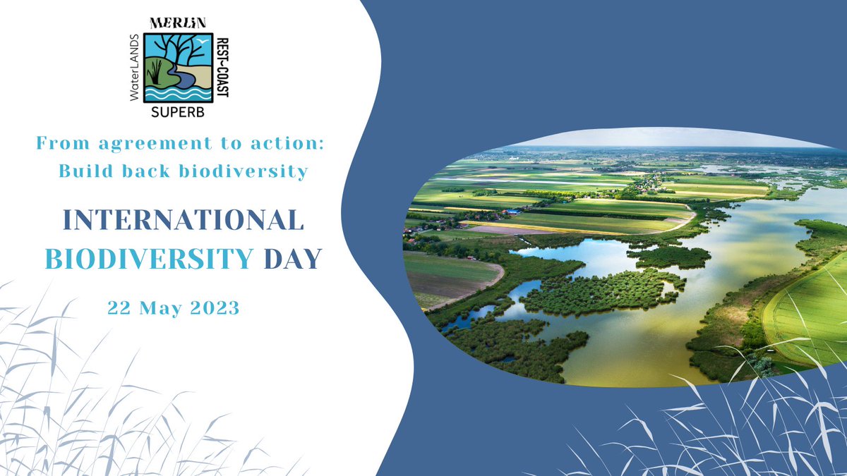 🌍Happy #WorldBiodiversityDay!
🌿Let's come together to reflect on the vital role #biodiversity plays in sustaining #ecosystems and our well-being.
Together with @WaterLANDS_EU, @SUPERB_project & @euMERLINproject we commit to protecting & preserving nature for future generations.