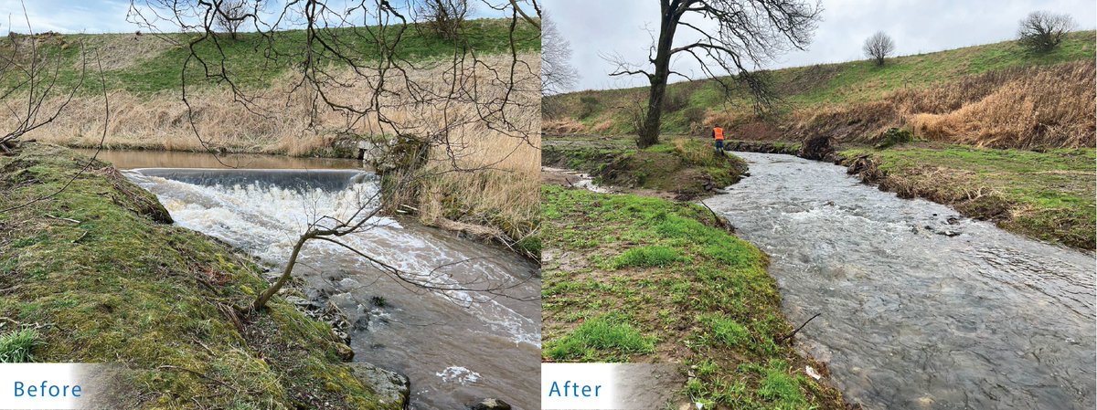 Yesterday was #WorldFishMigrationDay and we'd like to share a before and after image of one of our designs,  the Bronie Burn removal, that was completed last year.  This opened 22 km of suitable habitat for fish migration and spawning. #weirremoval #fishpassage #fishmigration