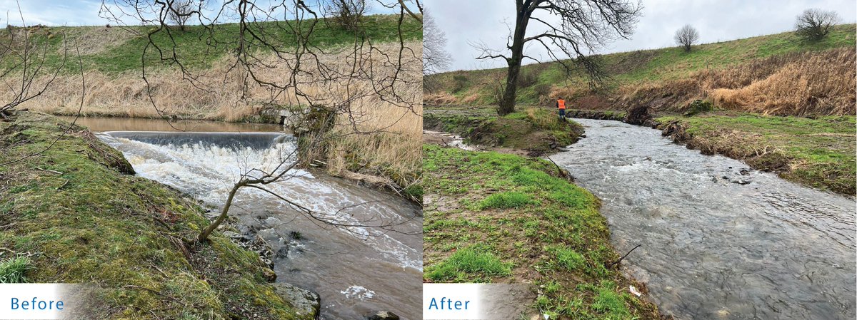 Yesterday was #WorldFishMigrationDay and we'd like to share a before and after image of one of our designs, the Bronie Burn removal, that was completed last year. This opened 22 km of suitable habitat for fish migration and spawning. #weirremoval #fishpassage #fishmigration