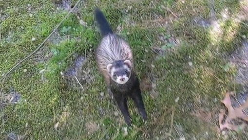 Ready, Set, Go! #Ferret #MustelidMonday