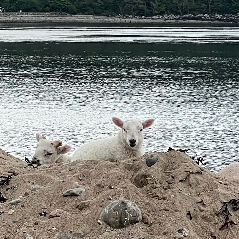 corranlight's tweet image. Happy lambs sunbathing on the shore instagr.am/p/CsisqJ-Nhjv/