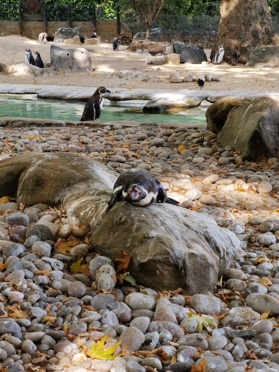 🇬🇧 London Zoo
I don't know if I went at the wrong time, but I didn't see many energetic animals at that time.