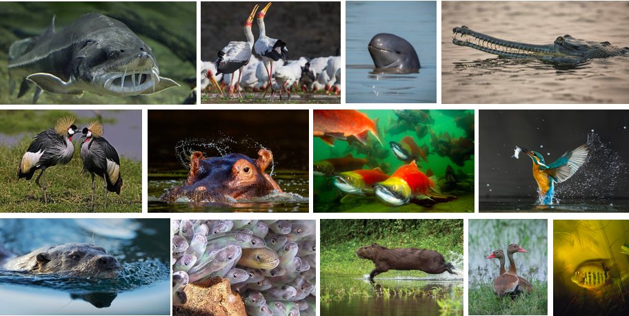 On #WorldBiodiversityDay here's why we all need freshwater life.

freshwaterblog.net/2023/02/10/we-…