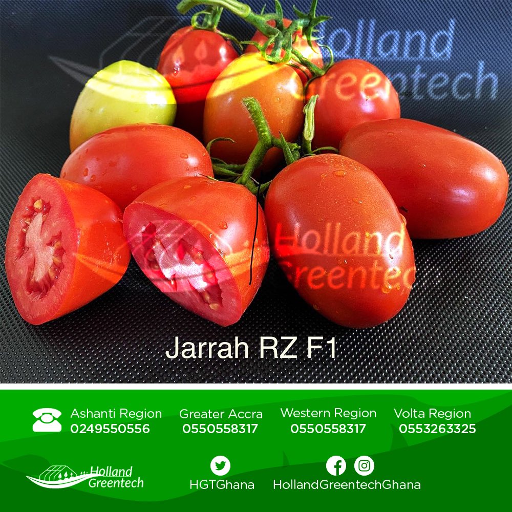 1/2
Unlock your farming potential with Jarrah RZ F1 tomato seeds and a wide variety of quality seeds from Holland Green Tech. Experience superior yields and exceptional crop quality. Contact us now to secure your seeds for a successful harvest!