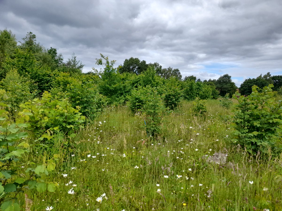 Tickets available for a guided tour with Dan Carne, UK Woodmeadow Network Director, at Three Hagges Woodmeadow on Wednesday . Follow the link below for more details and to book. eventbrite.com/e/three-hagges…