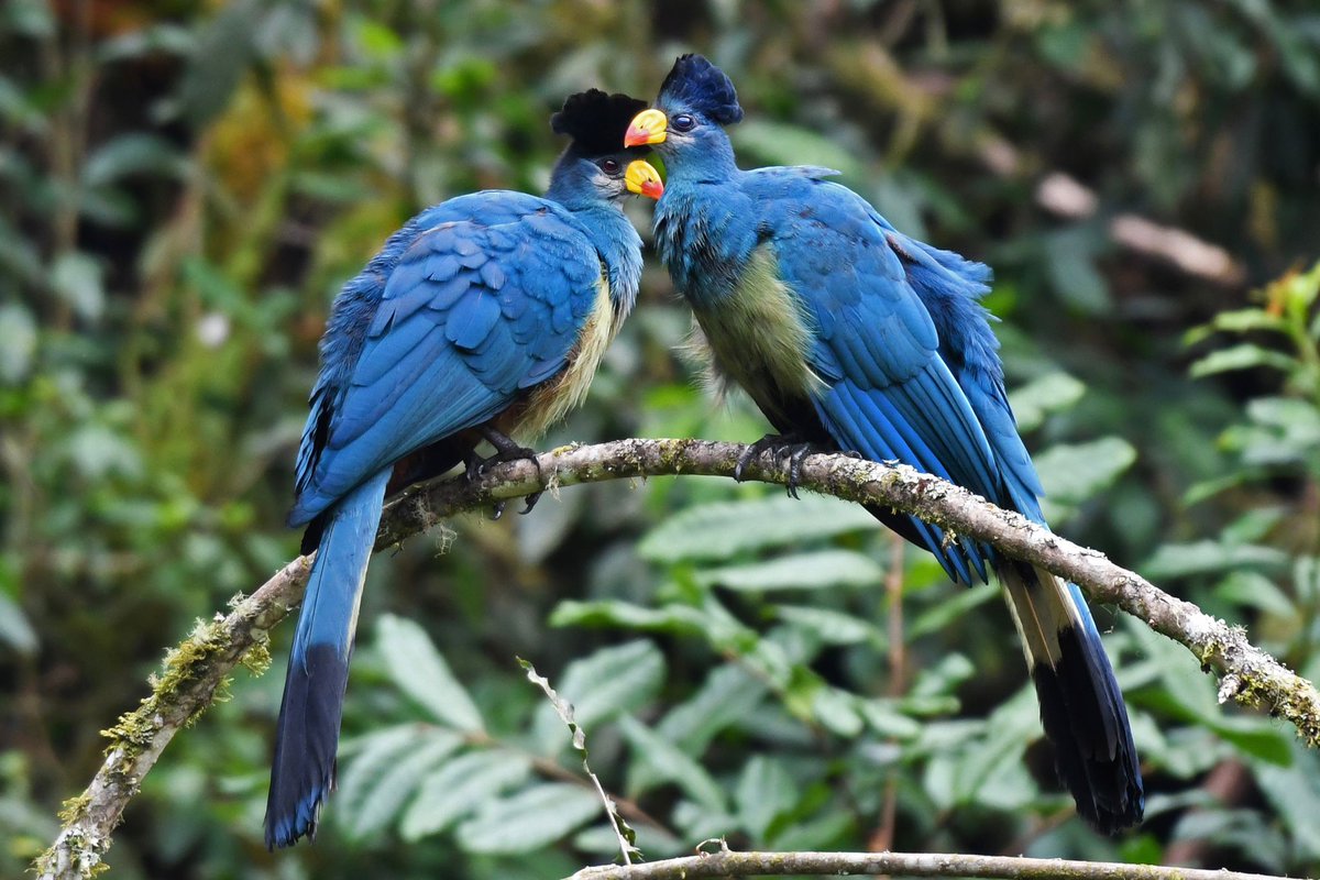 Nyungwe National Park tweet media