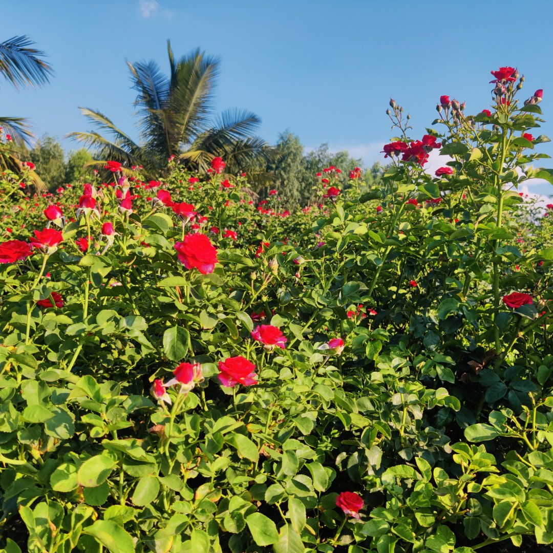 Rose production is a market on the rise. 
Witness your roses grow more luxuriously with the Fertileader series of plant nutrition segments, ensuring an abundance of blooms, vivid colors, and larger sizes. #rosesarebeautiful  #roses #rosecultivation  #floriculture